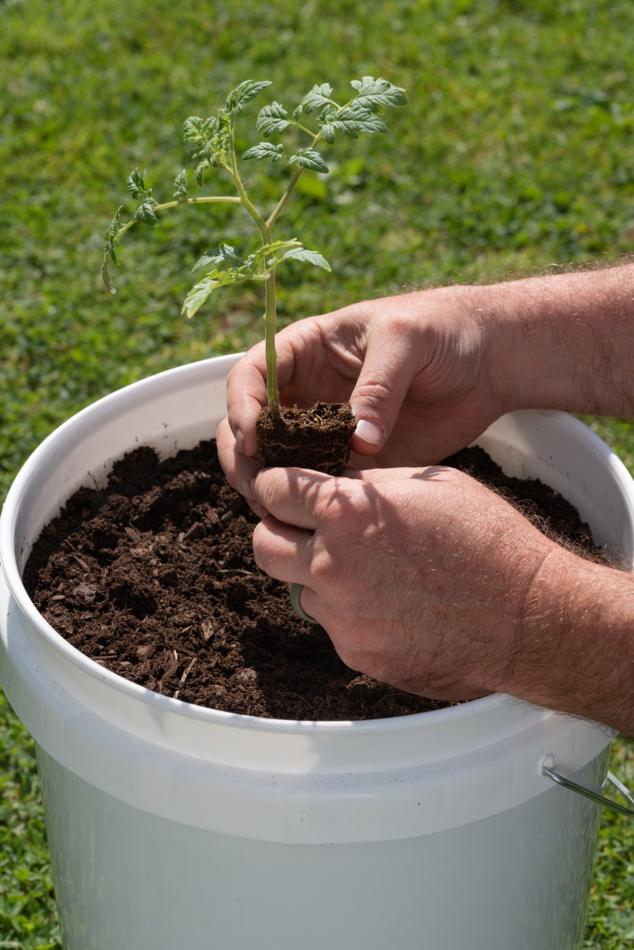hands planting a seedling into a 5 gallon bucket